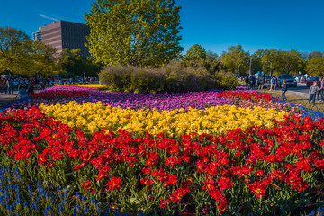 Tulips festival in Ottawa, Canada