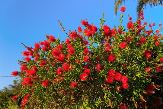 Plant of Callistemon with red bottlebrush flowers and flower buds against intense blue sky on a bright sunny Spring day.