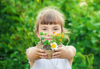 A little girl is planting flowers. The young gardener. Selective focus.
