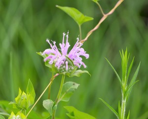 Beautiful pink Wild Bergamot flower with a soft focus leafy green background. Bee balm is a wildflower used in traditional medicine