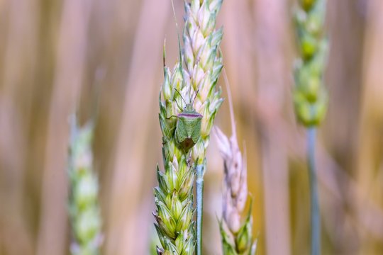 Green Stink Bug, Chinavia halaris, feeding on a stalk of unripened wheat. Insects damage agricultural grain crops in the field. Business concept of agriculture, farming, food production