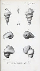 Illustration of fossils