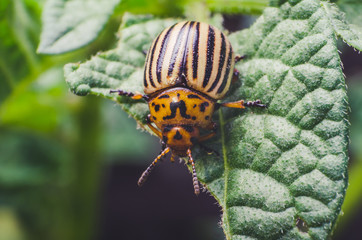 Colorado potato beetle eats potato leaves, close-up