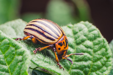 Colorado potato beetle eats potato leaves, close-up
