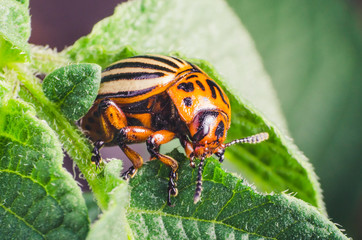 Colorado potato beetle eats potato leaves, close-up