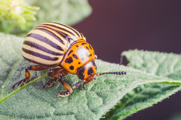 Colorado potato beetle eats potato leaves, close-up