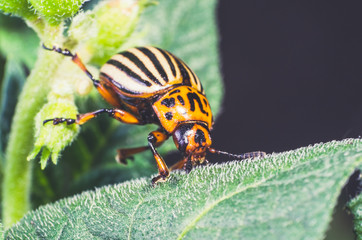 Colorado potato beetle eats potato leaves, close-up