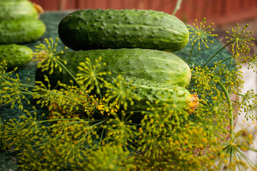 Fresh green cucumbers with dried flowers on the ends, surrounded by dill greenery with flowers and seeds.