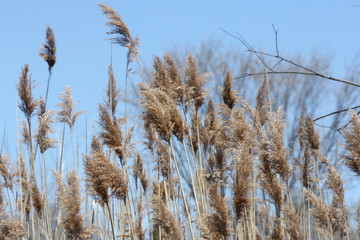 Phragmites (australis), blowing in the wind, found along a roadside ditch in S.E. Ontario.   