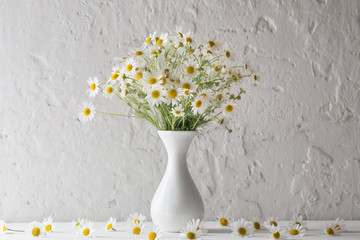 chamomile in vase on white background