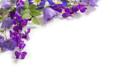 blue summer flowers isolated on white background