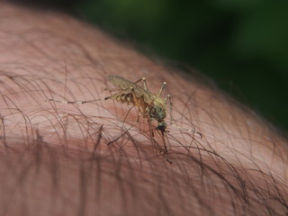 A mosquito sucks blood from a person. Bloodsucking insect. Midges.