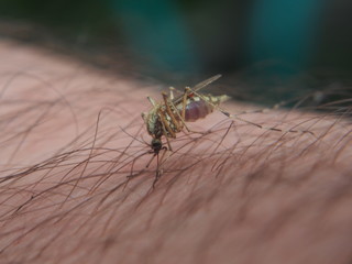 A mosquito sucks blood from a person. Bloodsucking insect. Midges.