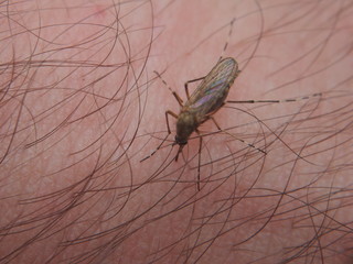 A mosquito sucks blood from a person. Bloodsucking insect. Midges.