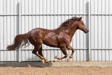 Chestnut horse running in paddock on the sand background