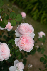 summer flowers in bloom in a garden