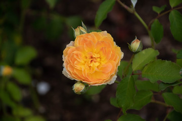 summer flowers in bloom in a garden