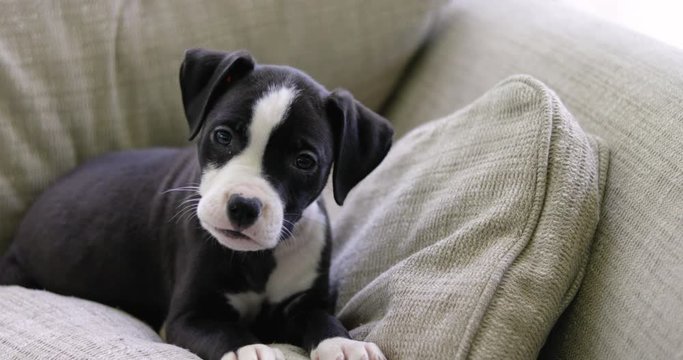 Pit Bull Puppy on a Pillow Looking Puzzled