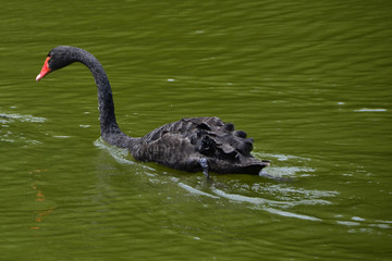 Cygnus atratus, black swan