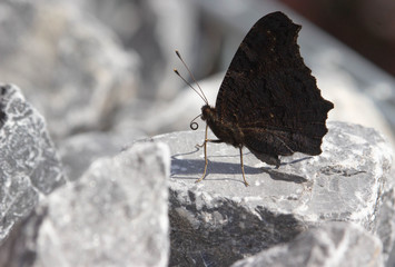 Schmetterling, Pfauenauge, Schmetterlinge, Butterfly, Schmetterlinge im Garten, Insekten