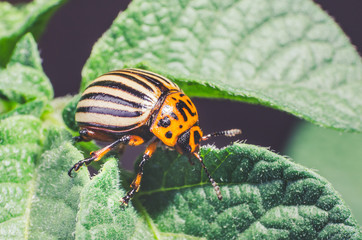 Colorado potato beetle eats potato leaves, close-up