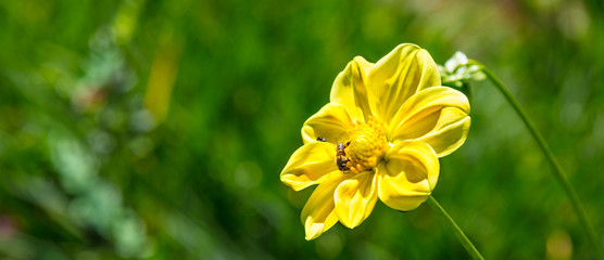 Obraz premium Flor amarela com abelha