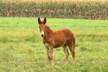 A young mule plays in a pasture, on a rainy day, while his mother and the other horses and mules graze.
