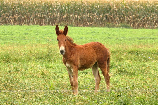 A young mule plays in a pasture, on a rainy day, while his mother and the other horses and mules graze.
