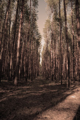 pine forest, vintage view, cinema sepia filter
