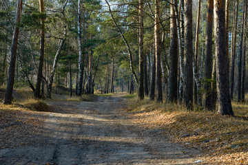 picturesque landscape of a pine forest