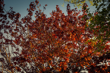 Tree with red leafs
