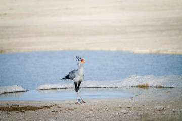 Secretary bird (Sagittarius serpentarius), crossed legs by waterhole
