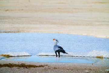Secretary bird (Sagittarius serpentarius), walking in grassland