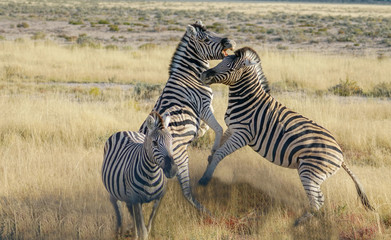 Obraz premium Zebra rearing up in fighting pose.