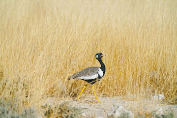 Northern black korhaan