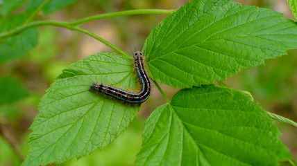 Beautiful caterpillar creeps on big green leaf.