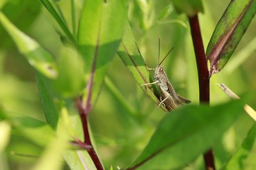 Close up image of brown locust, Chorthippus brunneus, sitting on green leaf in a garden on a sunny summer day, blurry foreground