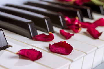 A dried rose petals on a piano keyboard