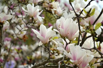 Magnolia lush flowering in the park