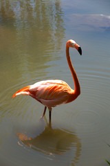 Pink flamingo walking in water