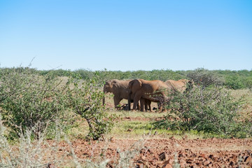 Deserted adapted elephants in bush