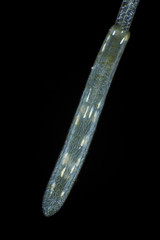 Microscopic view of Common duckweed (Lemna minor) root tip in polarized light