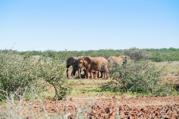 Deserted adapted elephants in bush