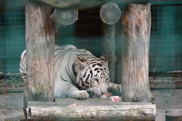 Panthera tigris tigris, white tiger, bleached tiger, eats