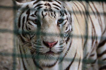 Panthera tigris tigris, white tiger, bleached tiger