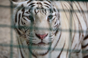 Panthera tigris tigris, white tiger, bleached tiger