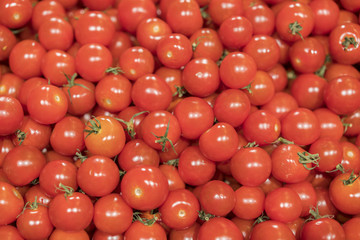 Group of fresh tomatoes. small tomato harvest. many tomatoes. tomatoes from field