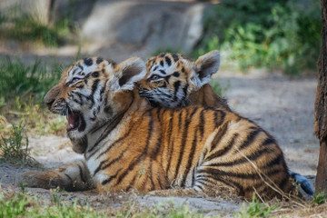 Siberian (Amur) tiger cub playing with mother