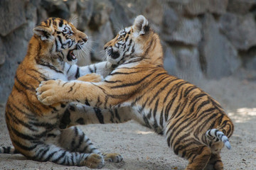 Siberian (Amur) tiger cubs playing