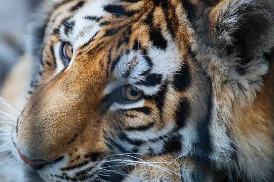 Siberian (Amur) tiger portrait
